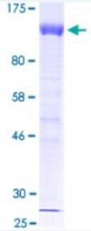 SDS-PAGE (HIF1A-01H).jpg 